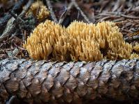Breite Korallenpilz Ansammlung hinter Fichtenzapfen